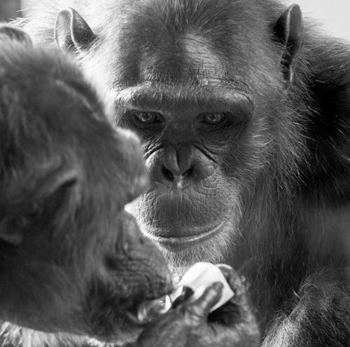 Close Up Photo of Chimpanzees in Grayscale Photography