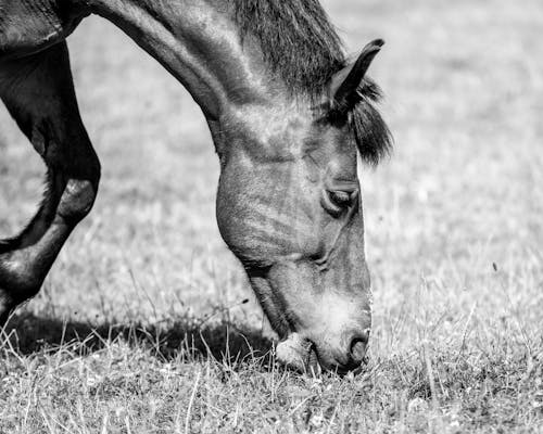 Grayscale Photo of a Horse Eating Grass