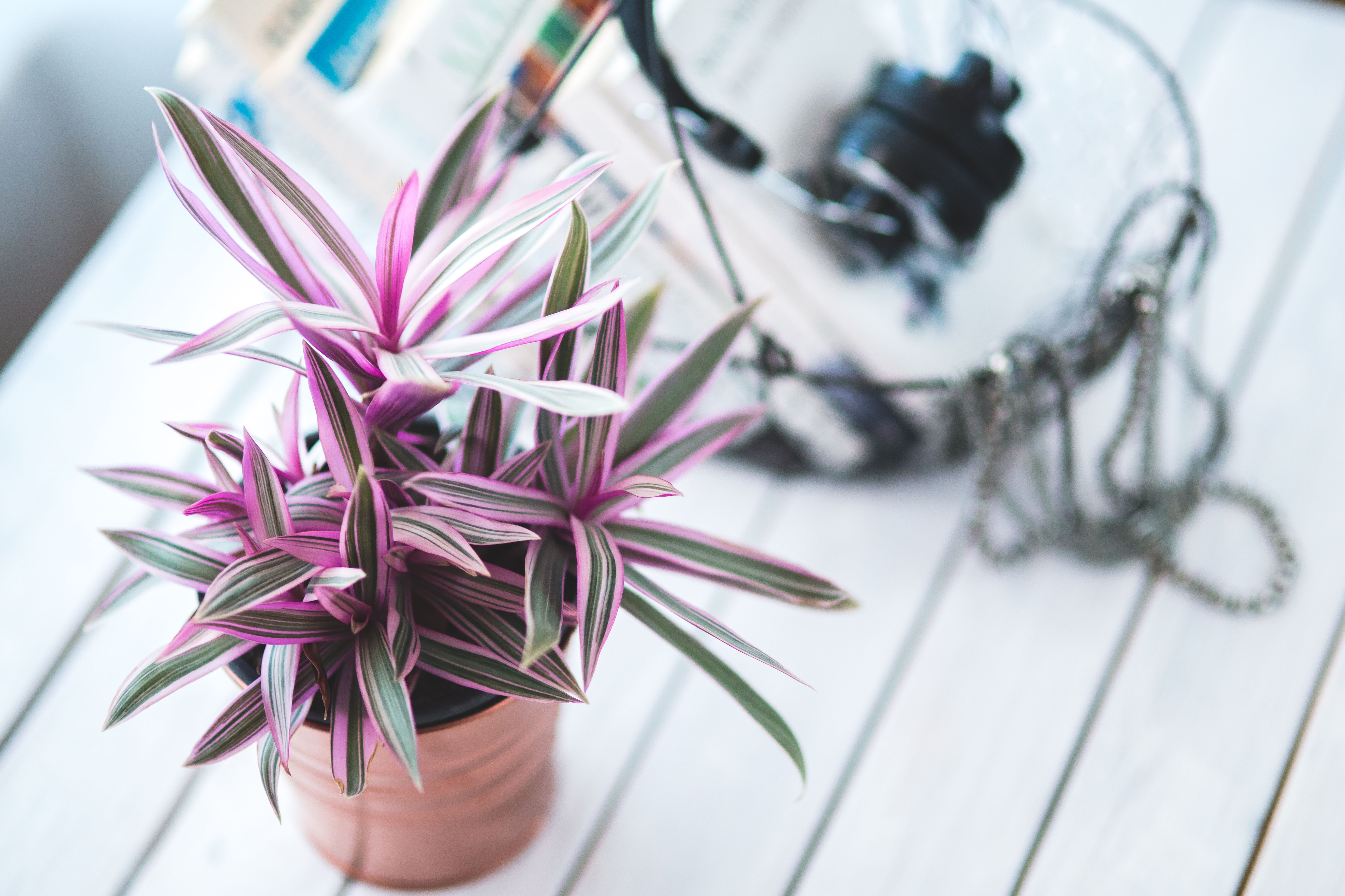 Tradescantia Plant in pot