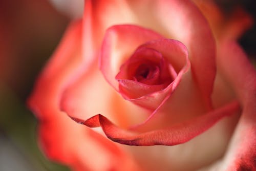 Gratis Fotografi Makro Bunga Merah Muda Foto Stok