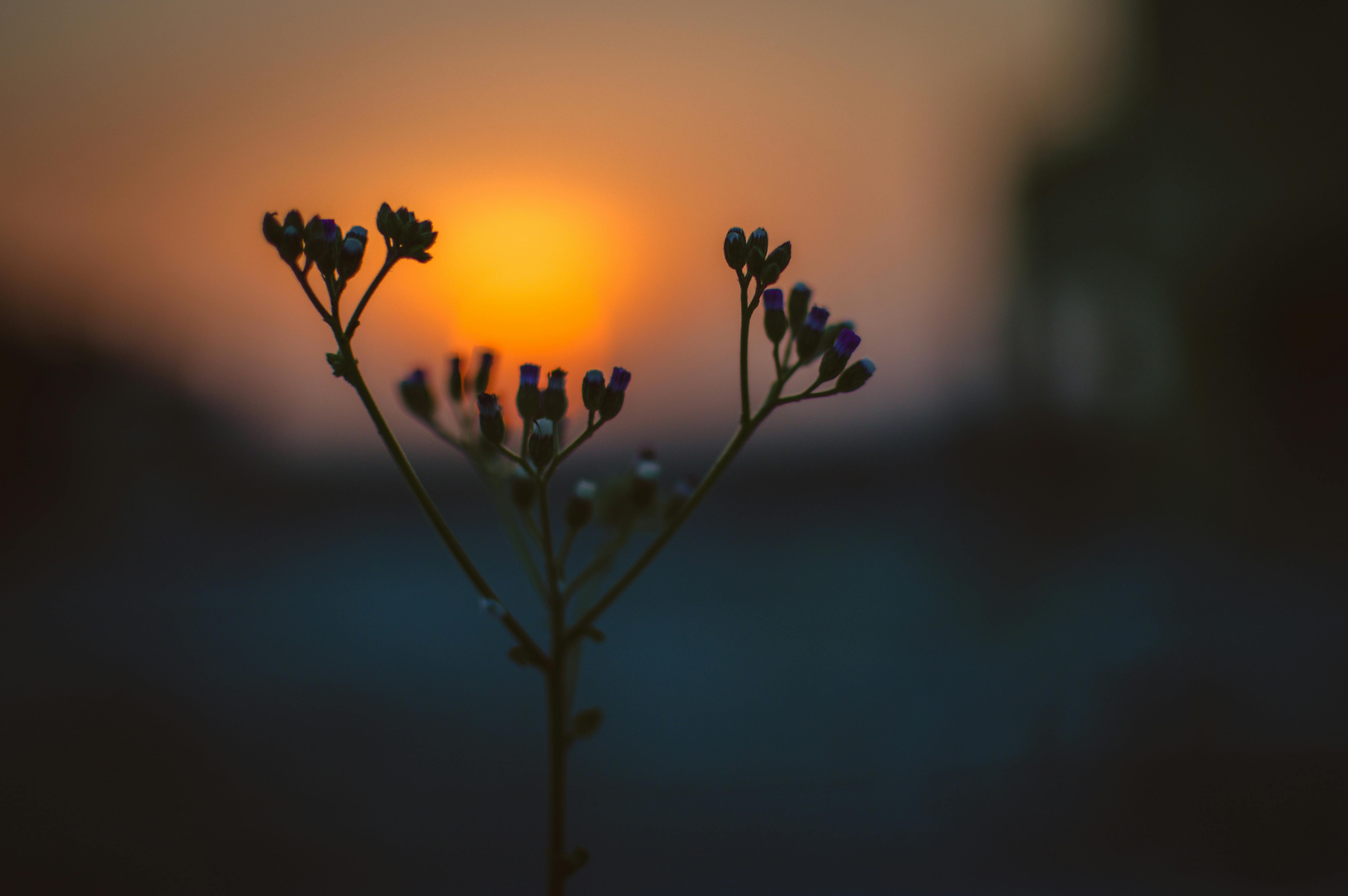 flower bloom during sunrise