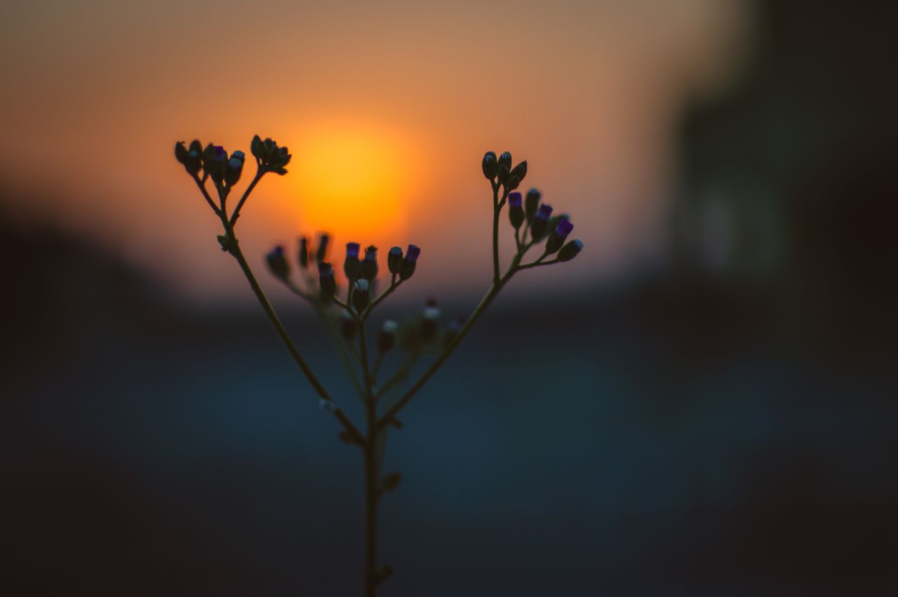 beautiful silhouette of delicate flowers against a vibrant sunrise