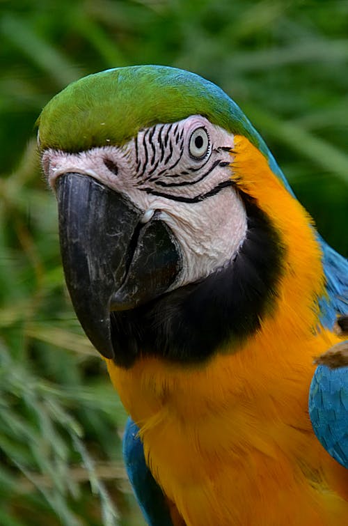 A Macaw in Close-up Photography