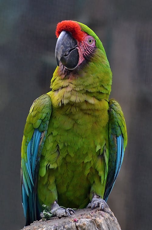 A Green and Blue Parrot with Red Feathers on Beak