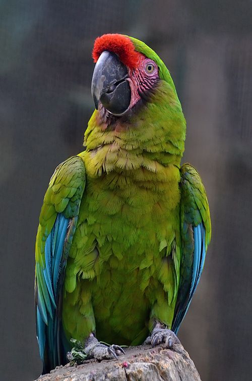 Free A stunning Military Macaw with vivid green feathers and a red forehead perched outdoors. Stock Photo