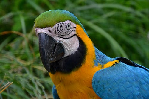 藍黃色和綠色的鸚鵡