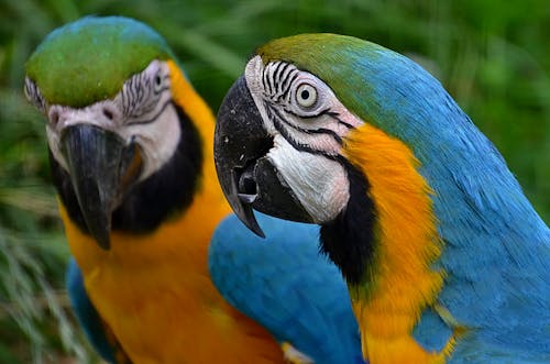 A Pair of Identical Macaws in Close-up Shot