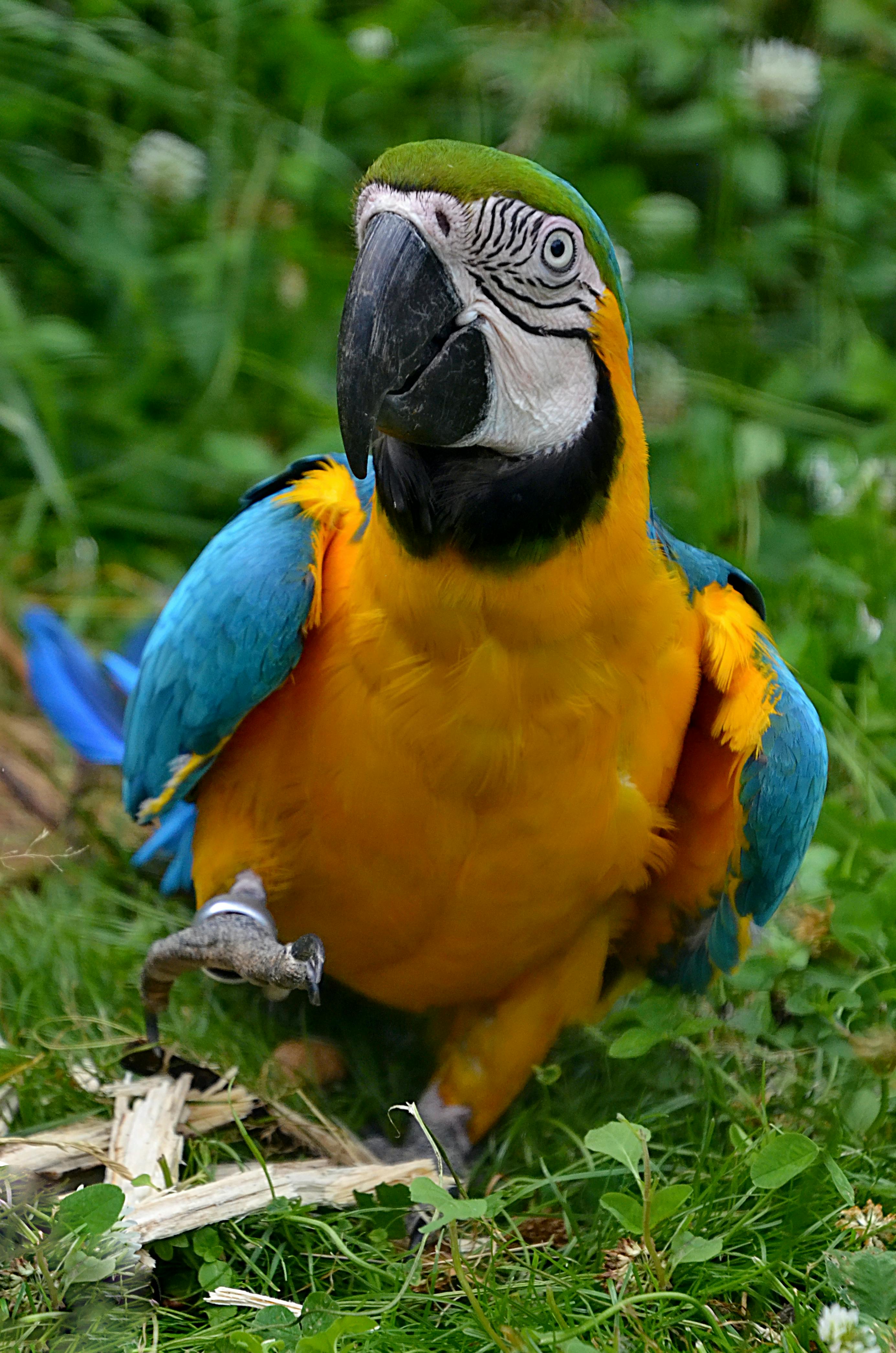 blue and yellow macaws