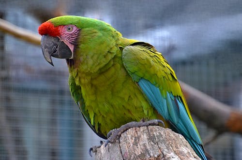 Free Green and Red Parrot on a Tree Branch Stock Photo