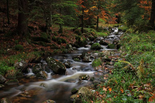 Mossy Rocks on a Flowing River