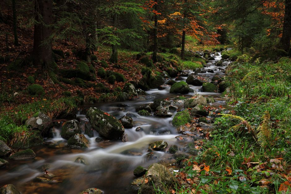 Fotomural Un arroyo tranquilo fluye sobre rocas musgosas, rodeado de follaje otoñal