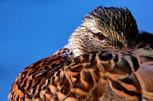 Brown Feathered Bird in Macro Shot