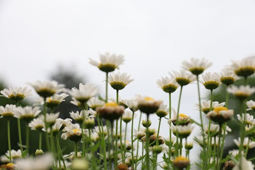 무료 흰색과 노란색 꽃 스톡 사진