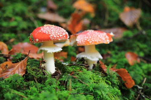 Free Close Up Photo of Mushrooms Stock Photo