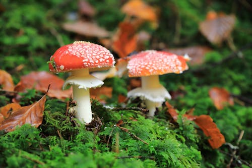 Gratis stockfoto met champignons, detailopname, eetbare plaatzwam