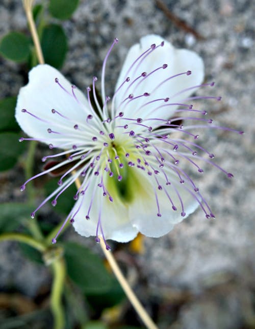 Free Close-Up Phorography of White and Purple Flower Stock Photo