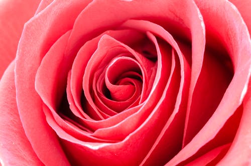Free Red Rose Portrait Stock Photo