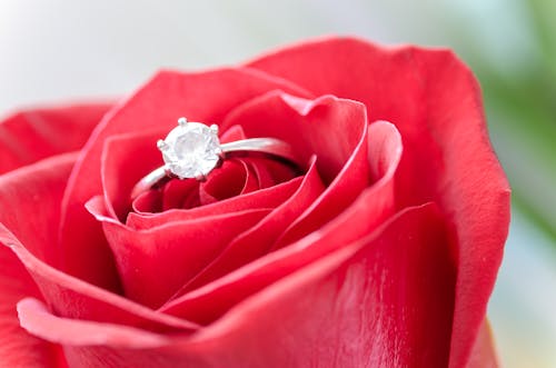 Free Silver Diamond Embed Ring on Red Rose Stock Photo