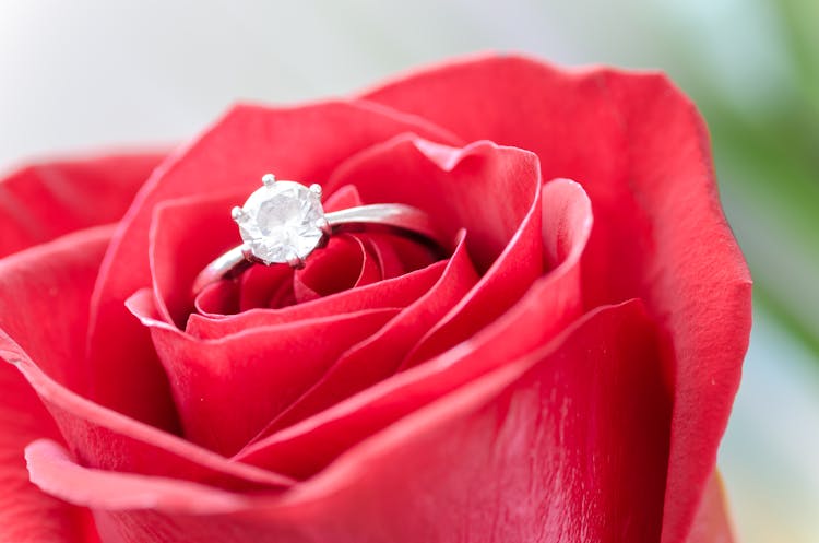 Silver Diamond Embed Ring On Red Rose