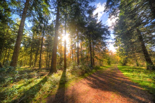 Free Green Trees Stock Photo