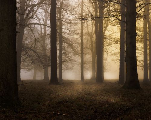 Free stock photo of autumn, background, dark Stock Photo