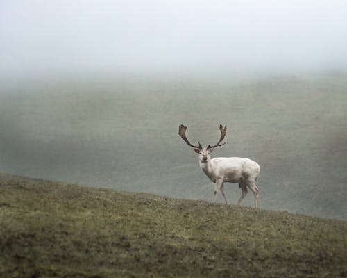 A White Moose Roaming the Mountain