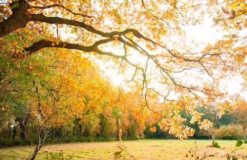 Free Yellow Leaves Tree on a Park Stock Photo