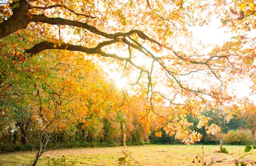 Yellow Leaves Tree on a Park