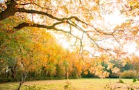 阳光透过乡村公园的树枝，捕捉到充满活力的秋色