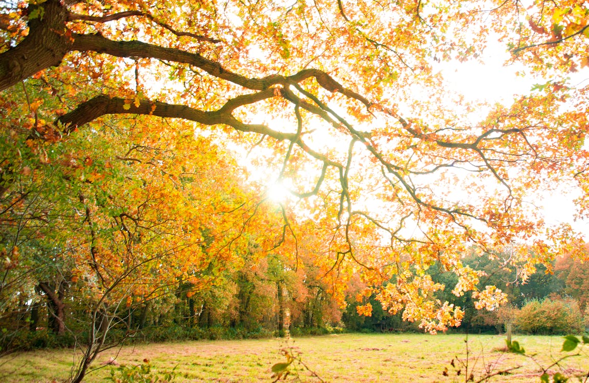 Yellow Leaves Tree on a Park