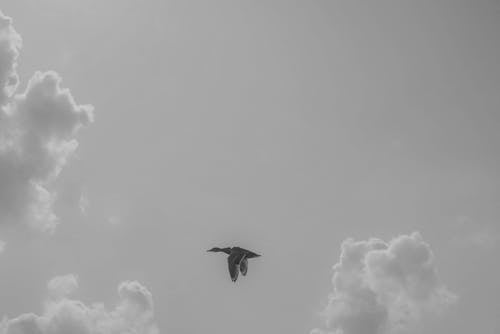 Black Goose Flying