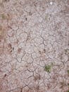 Textured background of dry land with small plants