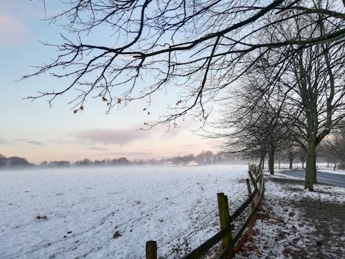 光秃秃的树木, 农村的场景, 冬季 的 免费素材图片