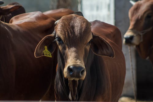 Close-Up Shot of Brown Cows