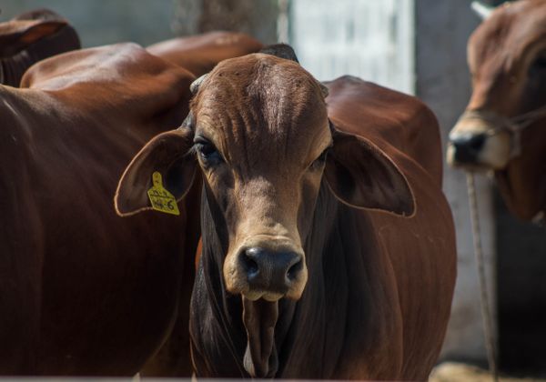 Close up of cattle on a livestock farm