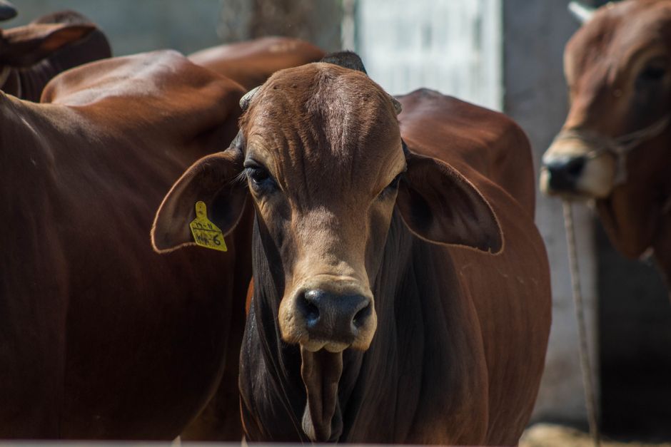 Livestock & poultry