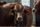 cattle