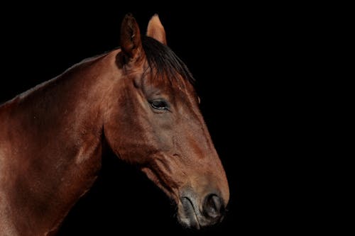 Foto d'estoc gratuïta de animal, bestiar, cavall