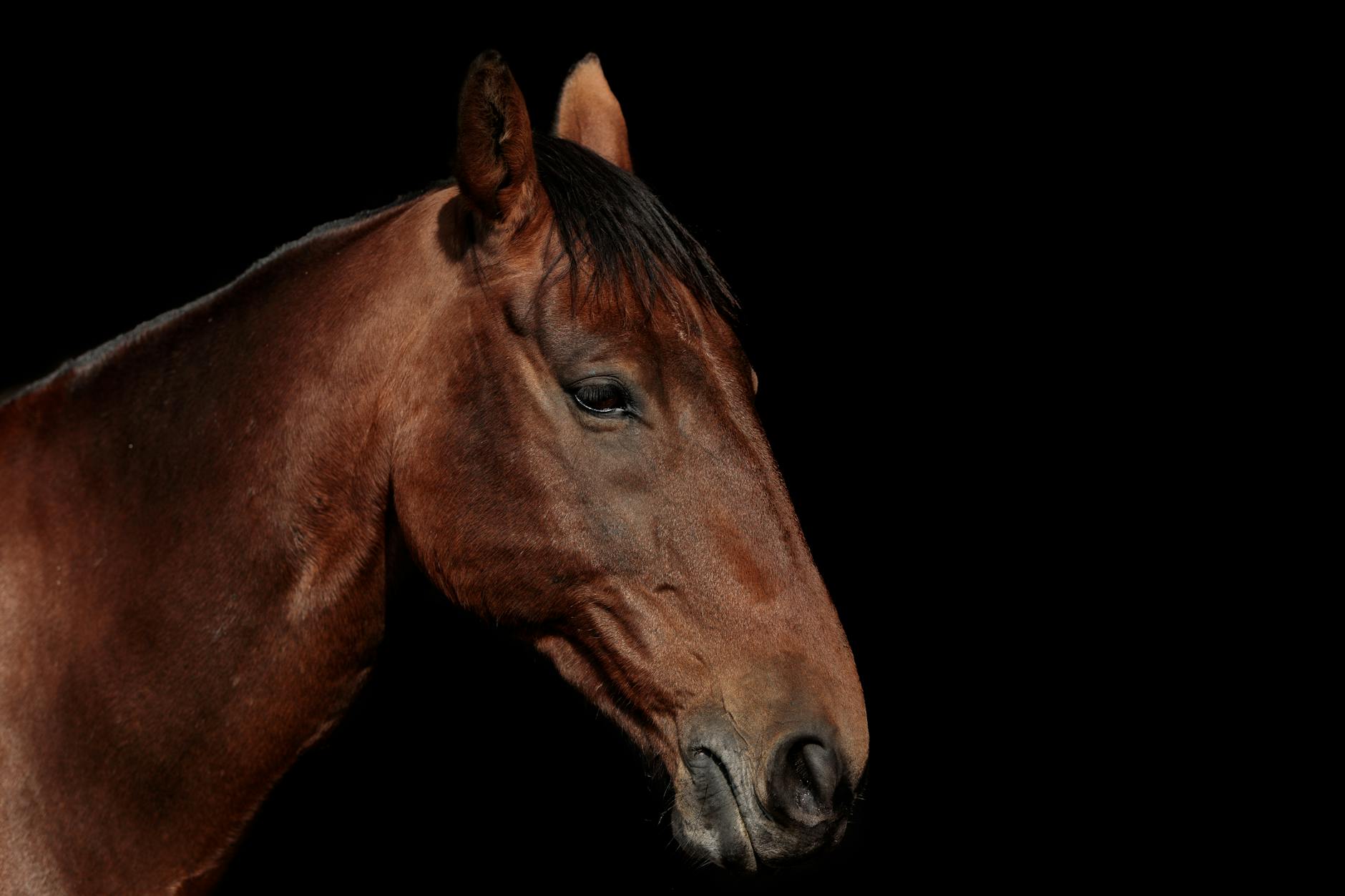 A stunning close-up of a brown horse in side profile against a dark background.
