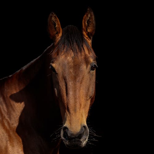 Foto profissional grátis de animal, cavalo, criação de gado