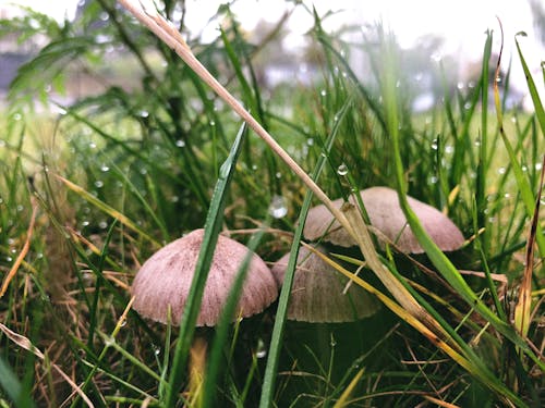 Free Three Brown Buttom Mushrooms Beside Grasses Stock Photo