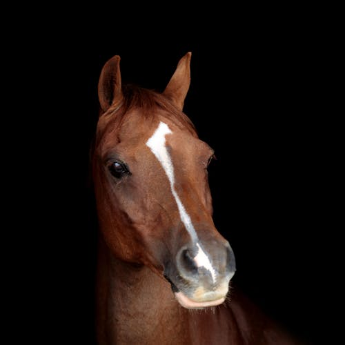 Δωρεάν στοκ φωτογραφιών με για άλογα