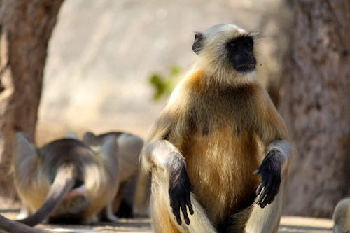 동물, 야생동물 사진, 원숭이의 무료 스톡 사진