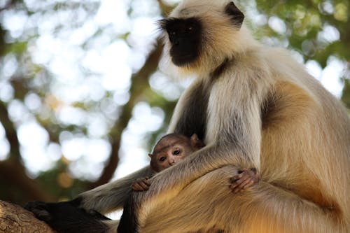Fotografi Fokus Selektif Monyet Coklat