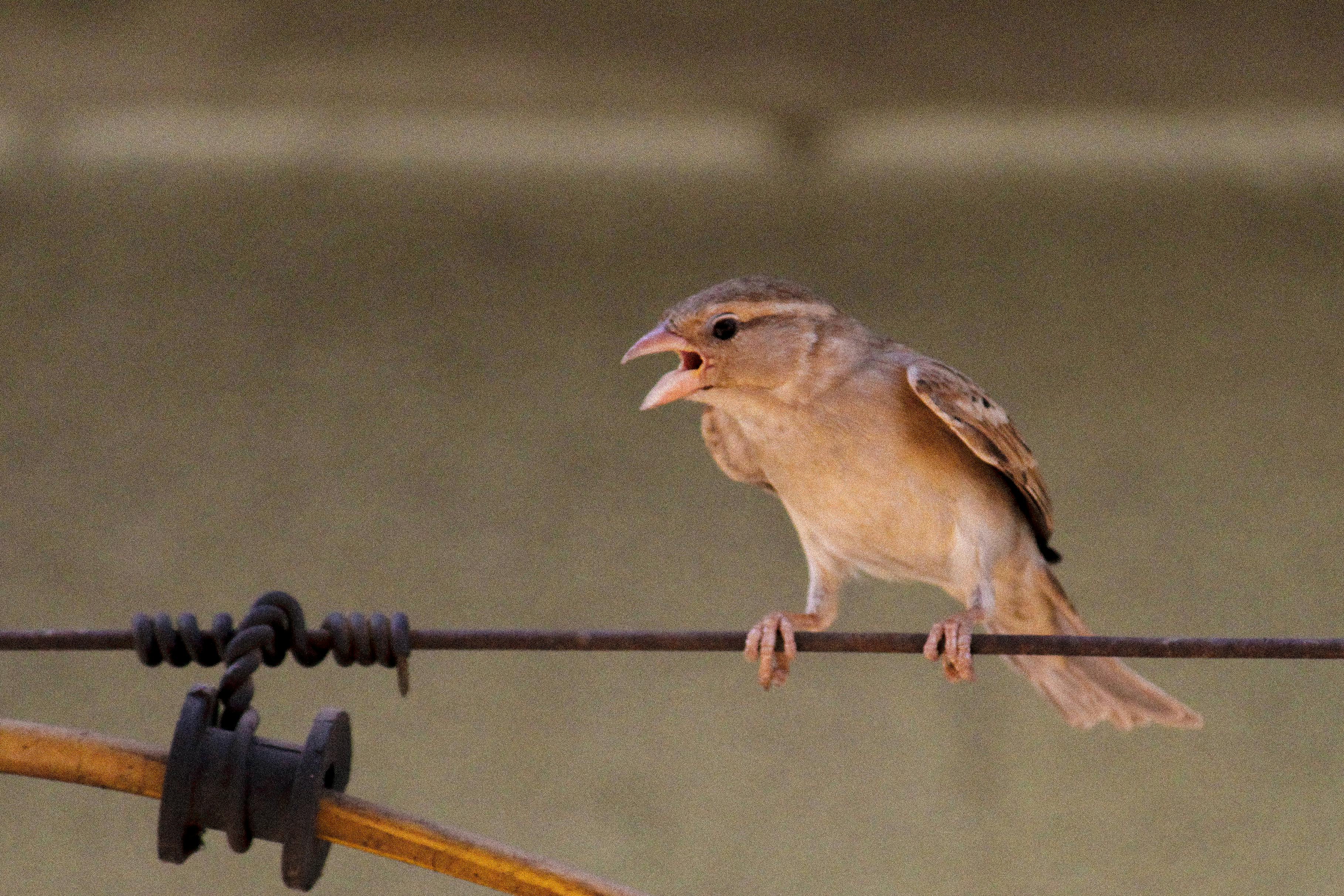 Free stock photo of india, sparrow