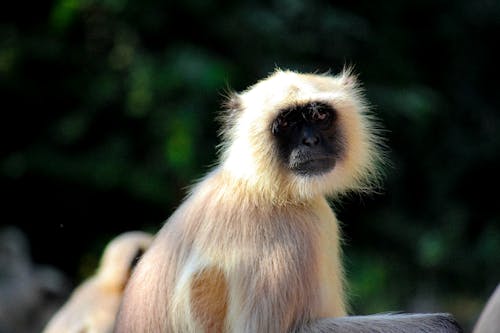 Ingyenes stockfotó állat, fényképek a vadvilágról, majom témában