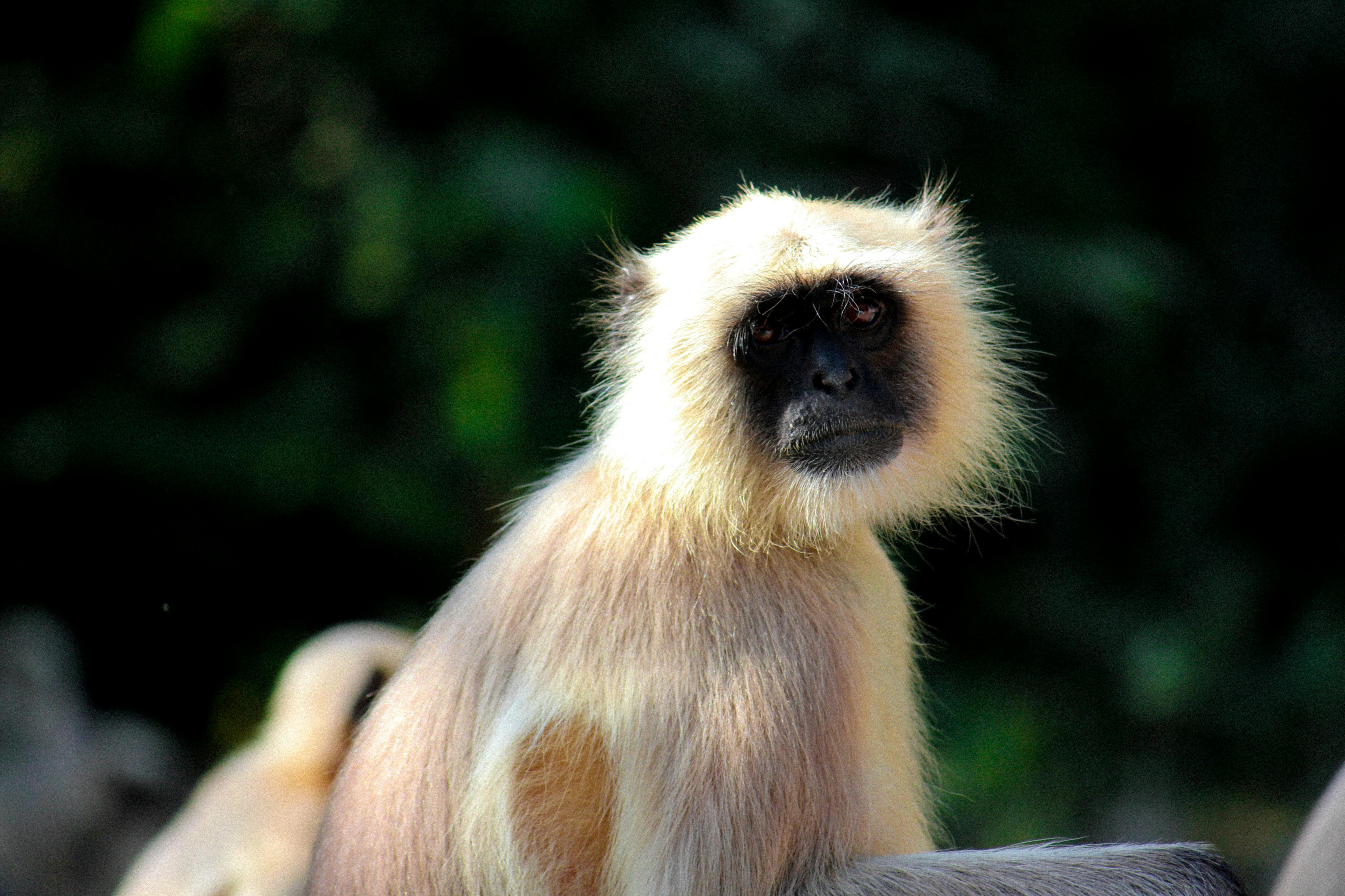 Free stock photo of animal, monkey, wildlife photography