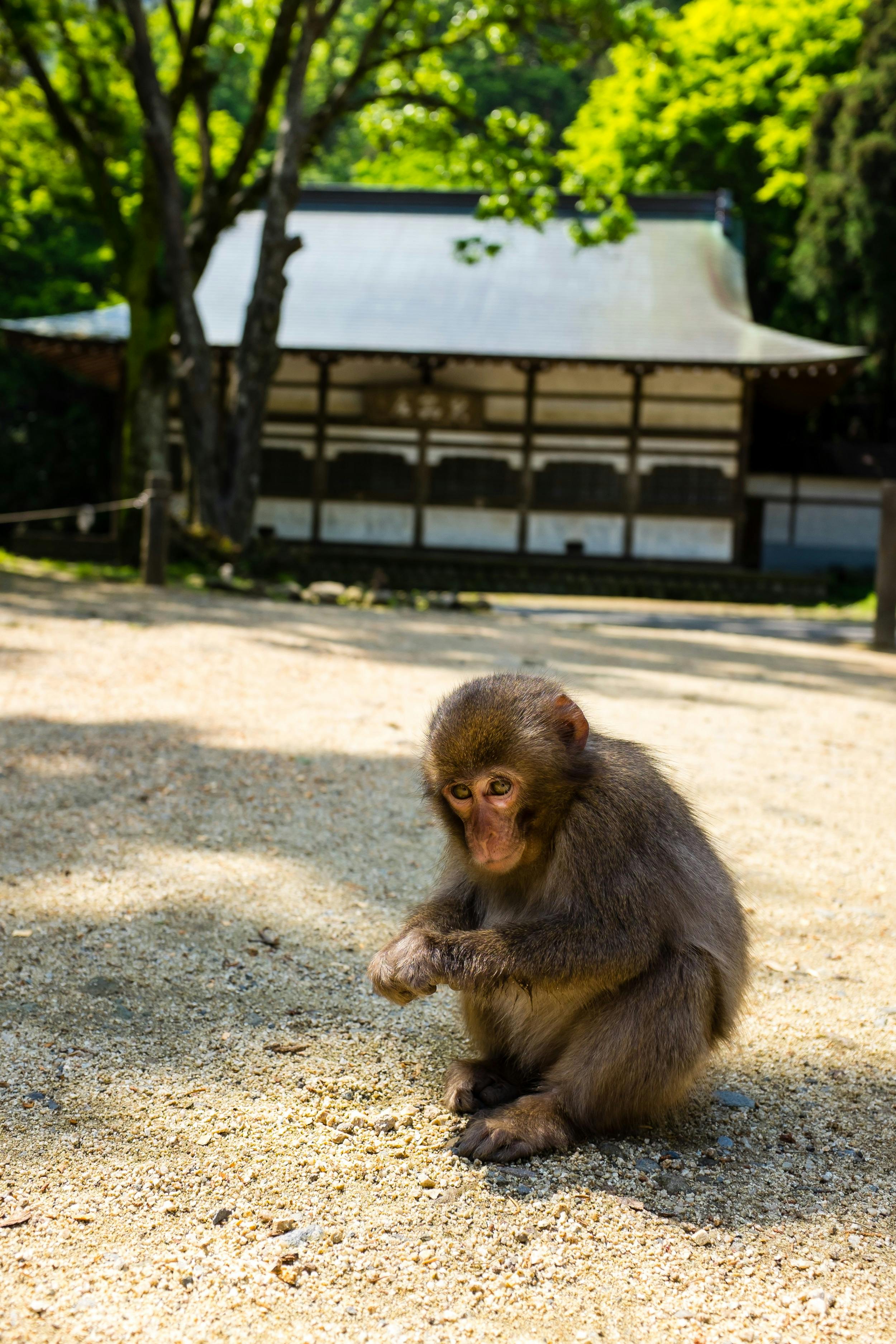 Free stock photo of animal, cute animals, japan