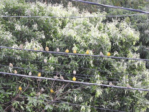 Free stock photo of flock of birds Stock Photo