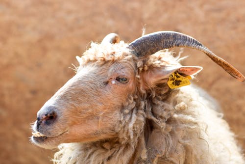 Brown Sheep With Yellow Tag on Ear